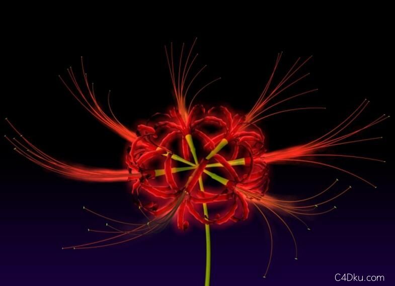 cinema4d创意三维彼岸花3d资源下载-c4d库