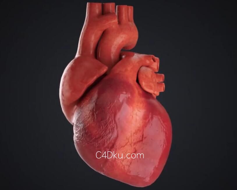 c4d模拟制作人体主要器官心脏建模案例
