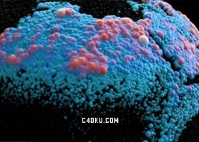 X particles c4d for mac