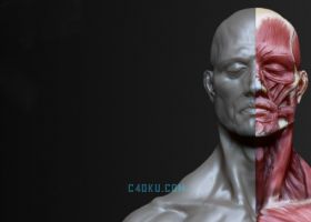 ZBrush三维男性强壮发达肌肉人物角色模型雕刻建模教学教程
