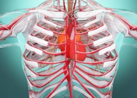 C4D制作三维医疗健康科学人体心脏组织结构