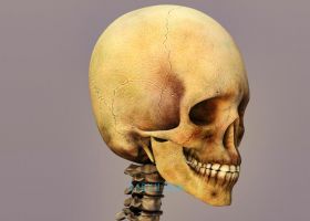 C4D配合Octane渲染器制作医学3D人体头骨结构