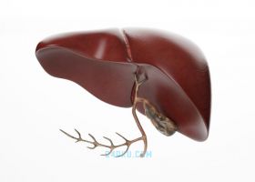 3DSMAX2017制作三维医疗健康人体肝脏模型