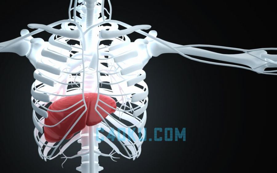 cinema4dr17软件制作三维立体3d人体肝脏模型