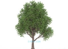 C4D与Forester插件制作树木生长树叶飘动教程