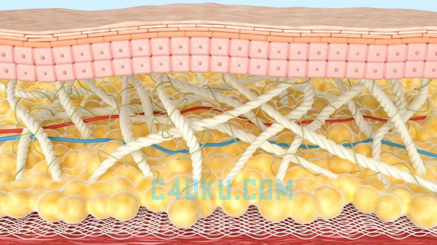 cinema4dr17建模三維立體醫療微觀皮膚3d模型